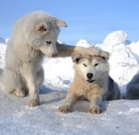 It's OK son