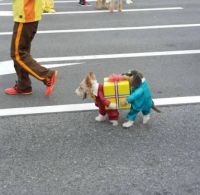 Halloween Fun #10 (Best Pet Costume EVER!! LOL)