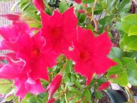 Bloemknop