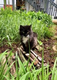 Barn Cat