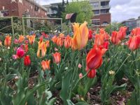 Tulips on the Fayetteville Square