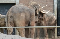 250604-09 artis