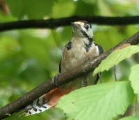 young female great spotted woodpecker (jonge grote bonte spechtvrouw)