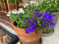 Blue and White