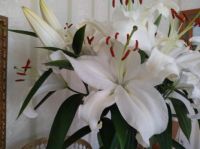 Beautiful lillies