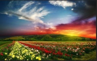 flowers and sunset