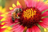 photo credit A honey bee on Indian blanket flower. TexasEagle, via Flickr. CC BY-NC 2.0