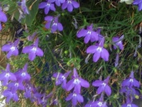 My Tiny Purple Trailing Flowers