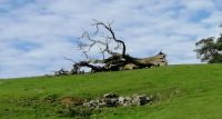 Uprooted.