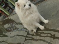 Samoyed and rain