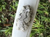 Camo Frog
