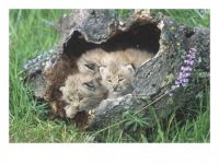 Theme: Safari/Wild Animals - Canada Lynx Kittens