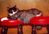 Duey Kitty