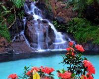 Flowers and Waterfall