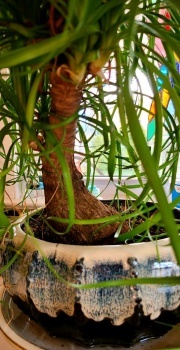 Trunk of ELEPHANT FOOTCPonytail plant after 1 year