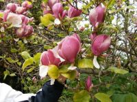 kæmpe tulipaner i Sverige