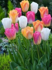 🌷 tulips