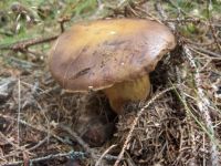 mushrooms_Boletus badius
