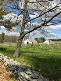 Apple Orchard with White Barn