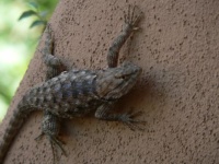 Arizona Lizard