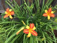 My day lilies photo 1