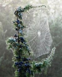 Busy Spider this Morning