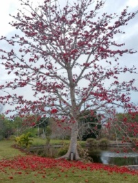red silk cotton tree