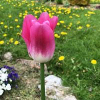 Tulip in my garden spring 2019