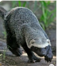Honey Badger        ---Critters I'd like to pet (without being eaten, scratched, bitten, etc.)