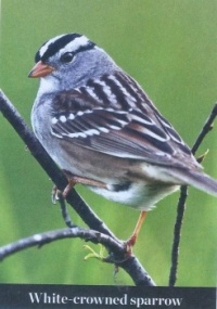 White Crowned Sparrow Birds & Blooms