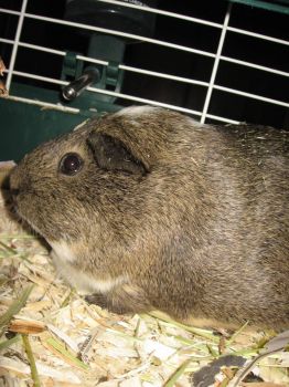 Sam, the guinea pig