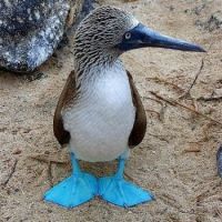 Wild for Wildlife and Nature - Blue-footed Boobie