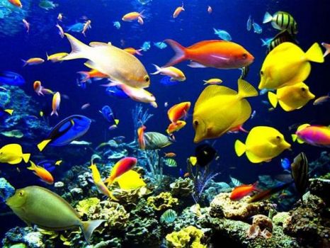 aquarium life 20