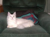 Meet Alaska, baby sister to The Iceman, for VermontMeow