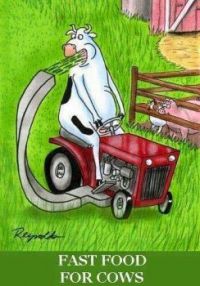 cow_fast_food
