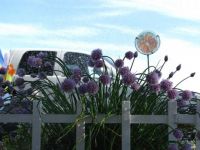 Chives