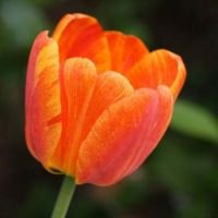 Orange Striped or Variegated Tulip (Apr17P07)