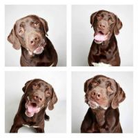 Shelter Dogs Showcase Their Unique Personalities - Wyler