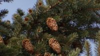 Love pine cones!