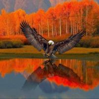 Bald Eagle Hunting