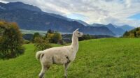Lama in Tirol Austria