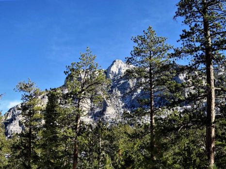 Mt Charleston in Nevada