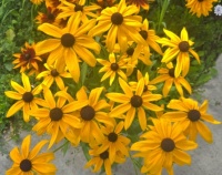 Sunshine