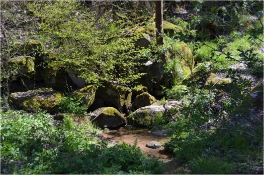 Panenská příroda kolem noserského potoku, který se zprava vlévá do vodní nádrže Dalešice