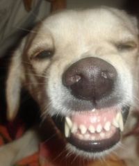 Smile