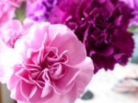Carnations (small) for Dad