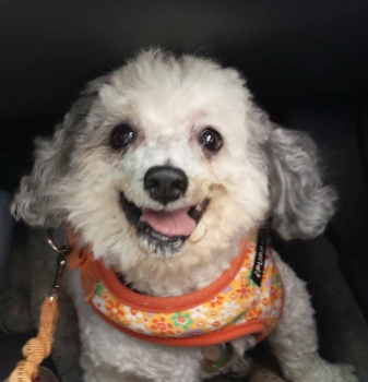 Solve DAISY - ADOPTED SENIOR - THE MOST WONDERFUL DOG -RIP jigsaw