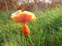 fungi (1)