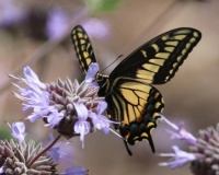 Anise Swallowtail on Cleveland Sage, San Dieguito County Park, Solana Beach, California