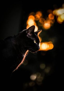 Cat in Autumn Glow